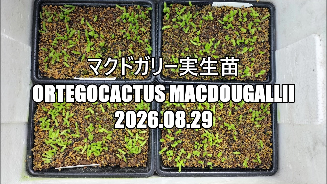 マクドガリー実生苗 Ortegocactus macdougallii 2026 08 29 - YouTube
