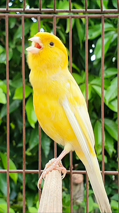canary yellow bird sound #canary #tier #canarysinging #vogel #bird #kanarie #kanarienvogel #diere