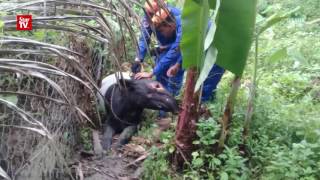 You are safe now, tapir