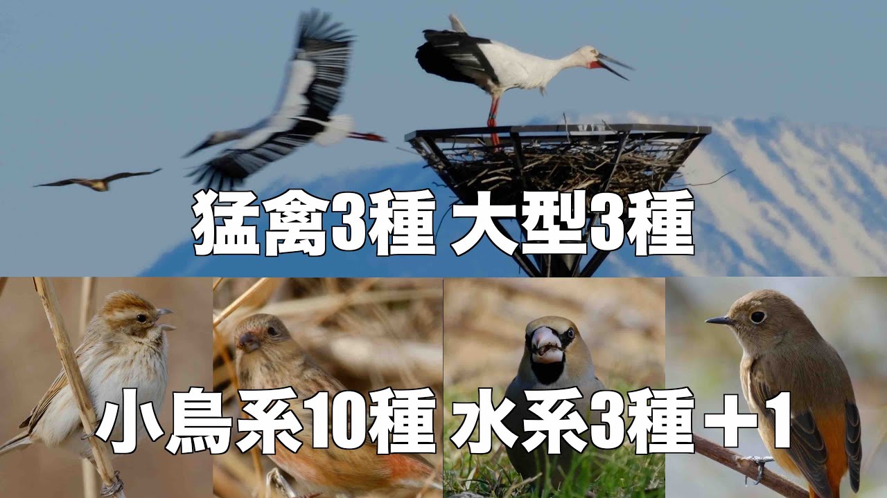 2月28日 次々出て来る野鳥とコウノトリ求愛ポーズ　渡良瀬遊水地探鳥