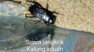 Download lagu Suara jangkrik kalung