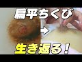 助産師が「乳首の陥没やぺたんこで悩んでいる女性」へ伝えたいこと。助産師歴５５年が解説。乳頭形成術は不要Oketani Method of Breastfeeding Management, Japan