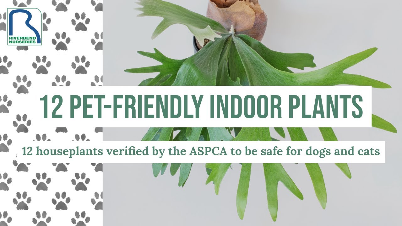 12 Pet-Friendly Indoor Plants