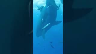 WHITE SHARK | DEEP BLUE 🦈😱