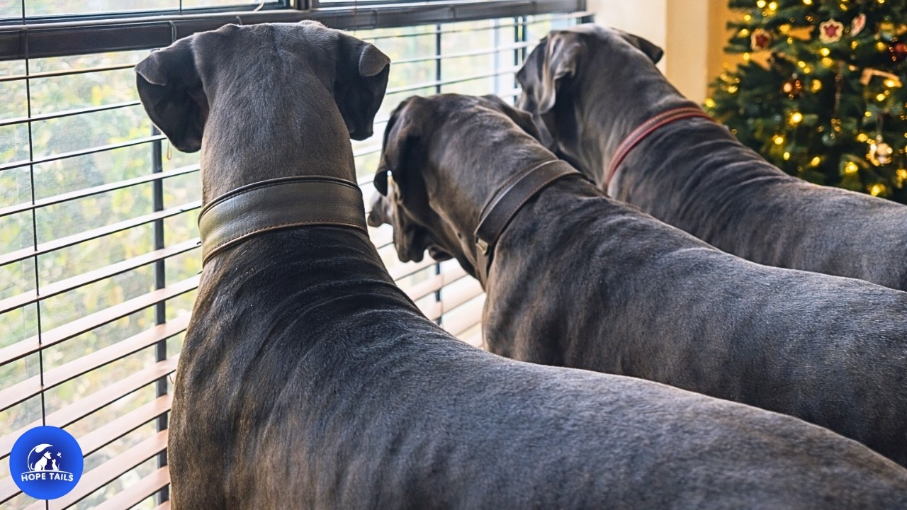 Они взяли беременную немецкую догиню, чтобы помочь своей собаке, страдающей депрессией, и тут слу...