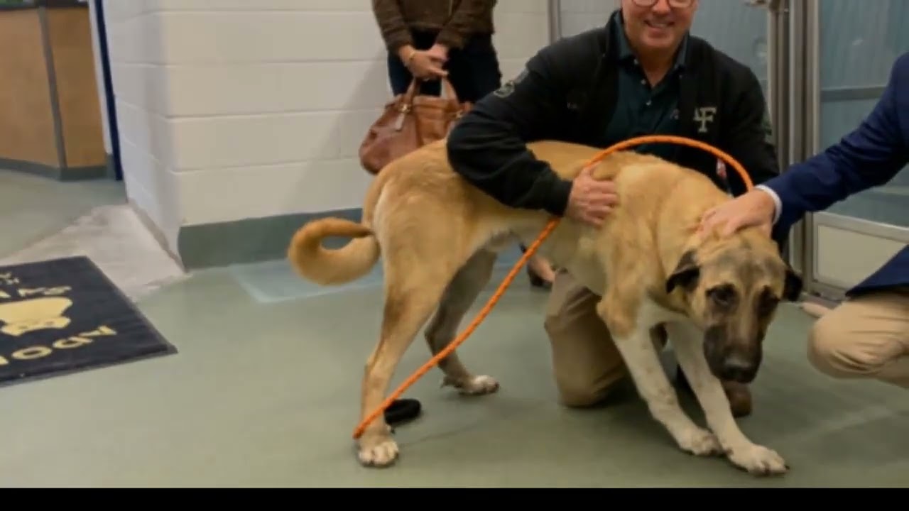 Pit bull spends 1,000 days at Lexington animal shelter YouTube