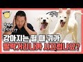 [Eng sub] 강아지는 뛸 때 귀가 팔락거리니까 시끄럽나요?｜강형욱의 소소한 Q&amp;A
