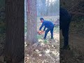 tree cutting #downtree #woodstatue #cuttingtree #treepath