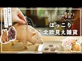 【アニマル雑貨】木彫り風の可愛すぎるアニマル貯金箱｜北欧見えインテリア【キシマ / 商品紹介】