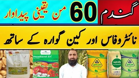 How to get high yield of Wheat with Nitrophos  || Wheat Fertilizer Plan ||Bilal Kanju Official