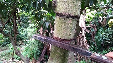 Kỹ thuật khoanh lại vỏ cây vải giúp cây vải ra hoa, đậu quả, hạn chế rụng sinh lí hơn.