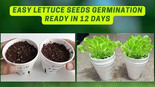 How To Germinate Lettuce Seeds (For Beginners) | Easy Hydroponics