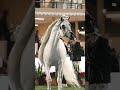 7 9 Years Old Class Winner Sultan Al Tinahat Shines At PSAIAHF 7 9 Years Old Class Winner Sultan Al Tinahat Shines At PSAIAHF