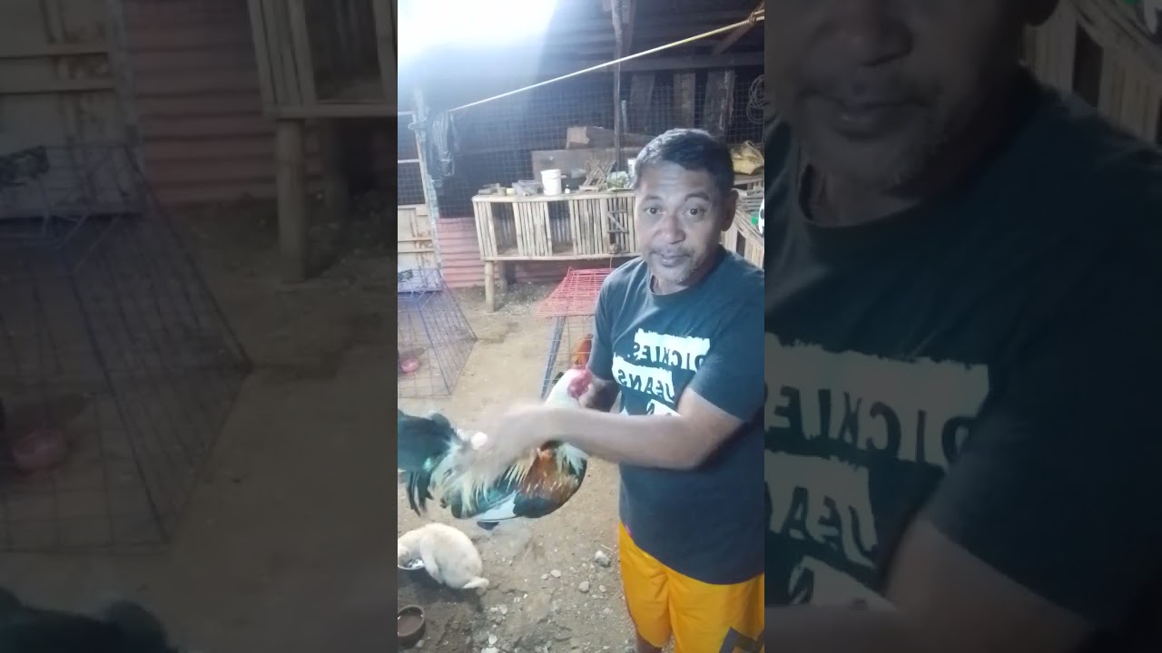 Androplex for calcium retention and muscle development