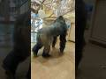 #apt #gorilla #Silverback Shabani