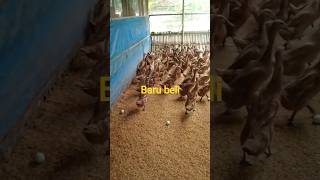 Download Lagu #tip perawatan bebek petelur #yang baru beli/pindah kandang MP3