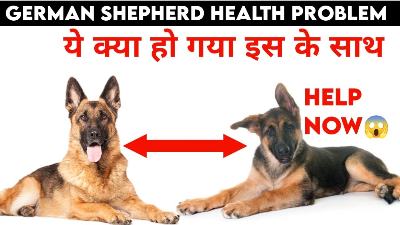 German Shepherd Healthy German Shepherd Diet Plan german-shepherd-healthy-german-shepherd-diet-plan