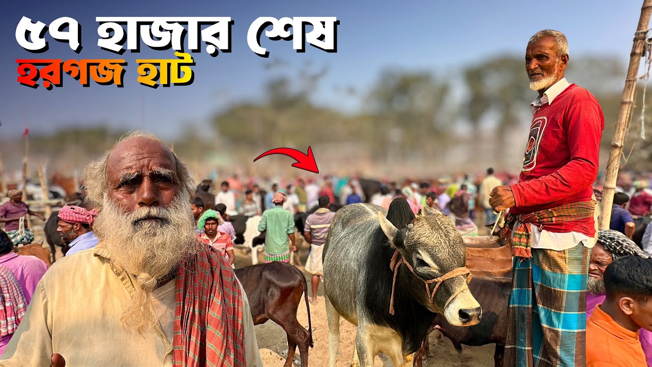 মানিকগঞ্জ হরগজ গরুর হাট আজকের দাম ২০২৬ | ২৮-৩০ হাজার টাকা মন | Saturia Cattle Market