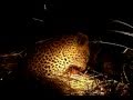 Leopard killing Porcupine Umkumbe Lodge Sabi Sand (www.krugernow.co.za) by Andre Theunissen.