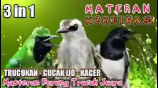 🔴 MASTERAN 3 IN 1 PALING DICARI || KOMBINASI TRUCUKAN ~ CUCAK IJO ~ KACER