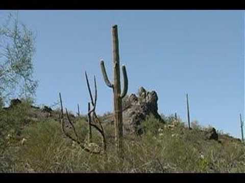 Tom Altman and the Saguaro Cactus