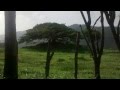 Dr. Estuardo Antonio Calderón Tobar. ÃRBOL DE AMATE. JUTIAPA, S. ROSA. GUATEMALA, 2015.