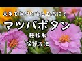 『マツバボタン』種採取と保管方法