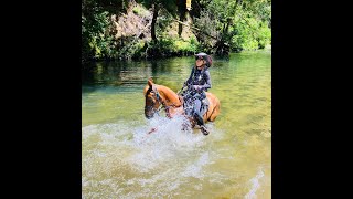 Kentucky Mountain Horse Mare for Sale  Georgia  Henry Cowell State Park Gaited Horse Training