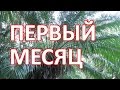 025 Первый месяц