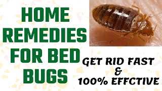 Effective Home Remedies for Bed Bugs | How to Get Rid of Bed Bugs | How to Kill Bed Bugs