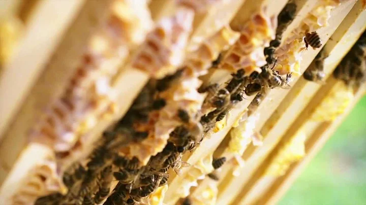 Pesticides and Pollinators: The crop protection industry talks bee testing and pollinator health