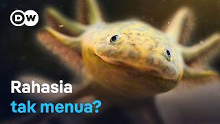 Axolotl: Salamander imut yang punya kekuatan super | DW Dokumenter