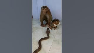 Best Video Of SokYaa,OG, To To And Mom Are Famous & Amazing #shorts