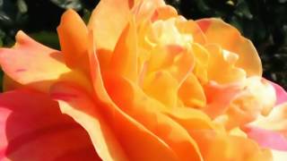 Orange Rose close-up.
A close-up or closeup in film making, television production, still photography and the comic strip medium is a type of shot, which tightly frames a person or an object. Close-ups are one of the standard shots used regularly with medium shots and long shots (cinematic techniques). Orange Rose close-up.