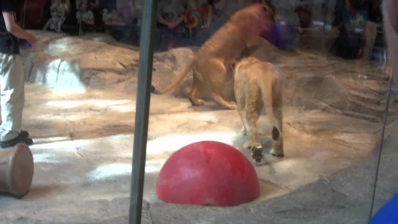 habitat de las aves MGM Grand: Lion Habitat