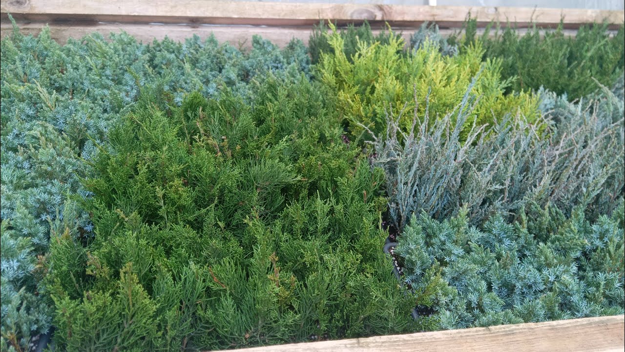 Где взять черенки если нет своих маточников???