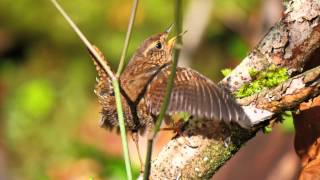 150401 Winter Wren
