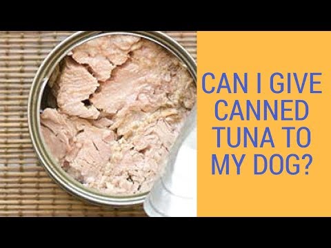 is it ok to give dogs tuna