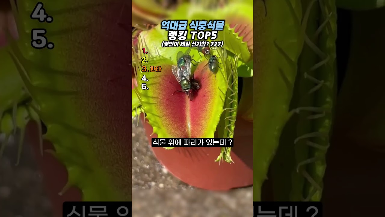 역대급 식충식물 랭킹 TOP5 #랭킹#유머#웃긴영상