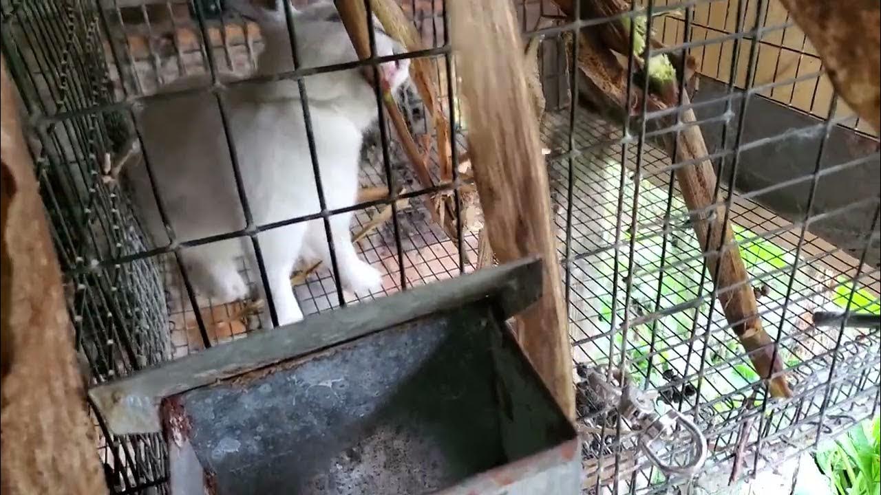 rabbits still eating dried corn plants YouTube