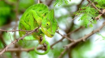 Color changing Chameleon in Desert - Amazing Videos | Wild Wonders