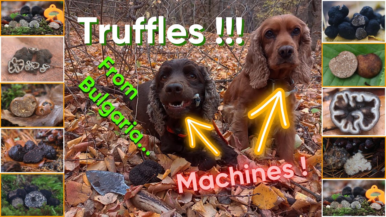 #Трюфели из #Болгарии! #Определяем в прямом эфире! Когда и где их искать? #Янатарко команда