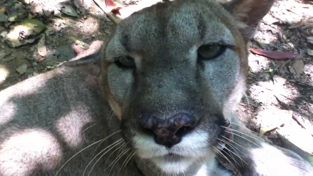 Gato the Purring Puma - YouTube