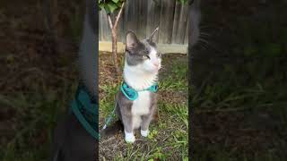 Nothing Starts With N  cat catshorts viral ytshorts