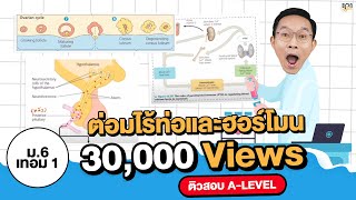 [ติวเนื้อหา ชีววิทยา ม.6 เทอม 1] ต่อมไร้ท่อและฮอร์โมน