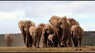 Solving the elephant poaching crisis - MacArthur 100&Change and Wildlife Alliance