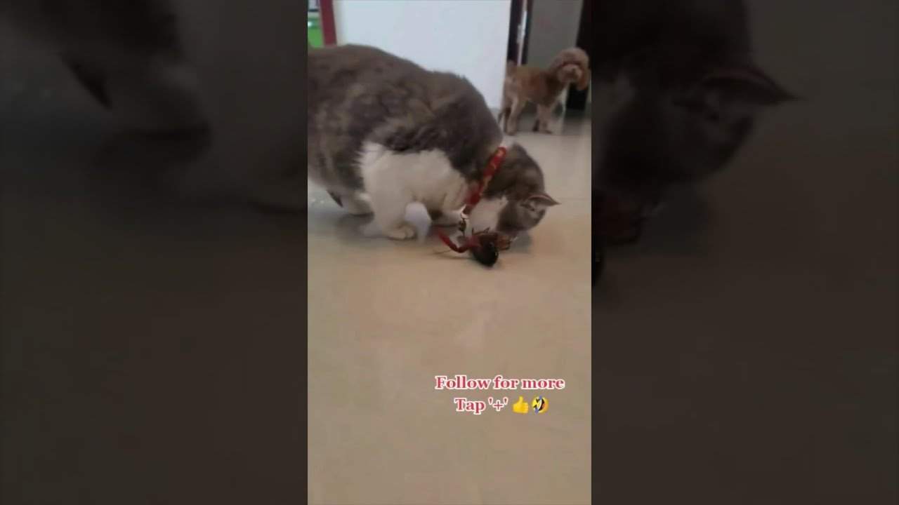 Dog Tries to Catch Treat and Misses Hard | Epic Dog Blooper 