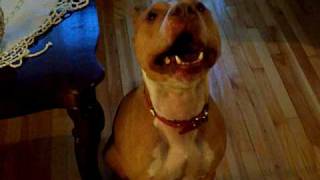 Pitbull Barking
