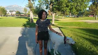 West Jordan Dog Training | Tip Top K9