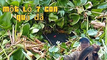 Tập 142- cá lợi ổ lên tim, thả mồi xuống là chìm phao liên #cauca#caucatv186 #cauca